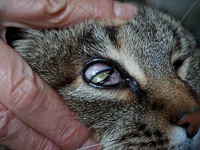 猫 片目 つぶる