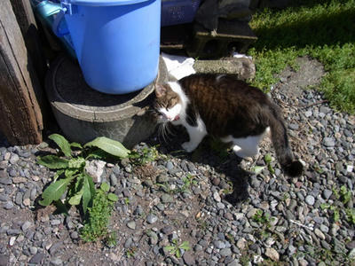 neko1.jpg