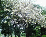 200804161233000.jpg