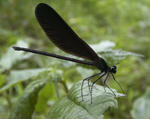 030622haguroto1.jpg