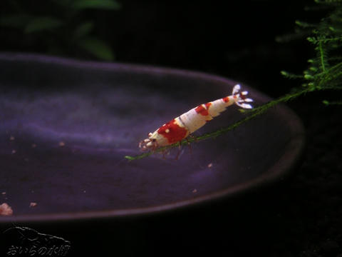 20111007221944.jpg