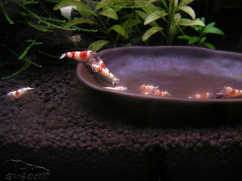 20111012213848.jpg