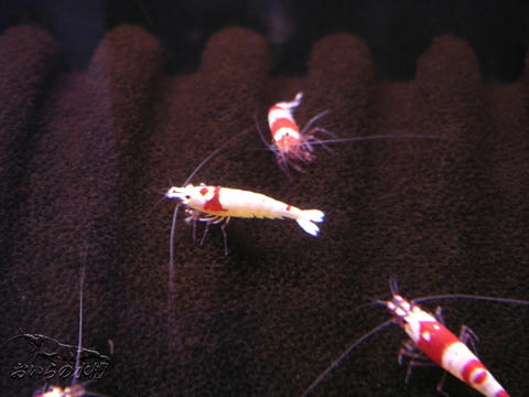 20111017233058.jpg