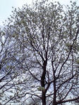 mokuren