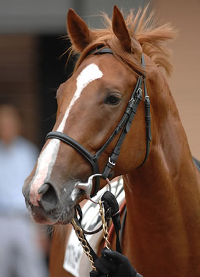 ナンバーワンオルフェーヴル