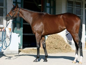 ブリッジクライム