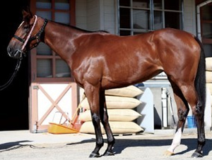 ジェンティルドンナ