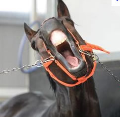 カレンブラックヒル