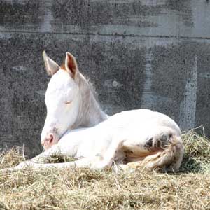 新生馬