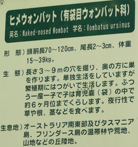 ウォンバット