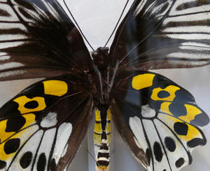 世界の蝶と甲虫展