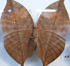 世界の蝶と甲虫展