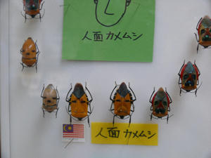世界の蝶と甲虫展