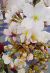 201003241106000.jpg