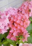 201006090958000.jpg