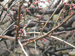 2011_0211_153552-CIMG0199.JPG