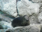 2011_0220_123253-CIMG0386.JPG