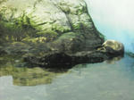 2011_0220_123404-CIMG0387.JPG