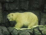 2011_0220_124417-CIMG0391.JPG