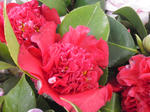 2011_0410_121553-CIMG0923.JPG