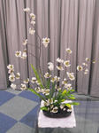 2011_0407_194819-CIMG0909.JPG