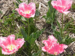 2011_0417_130443-CIMG1051.JPG