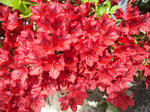 2011_0504_141914-CIMG1323.JPG