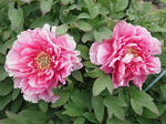 2011_0506_141734-CIMG1358.JPG