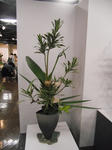 2011_0614_165842-CIMG1737.JPG