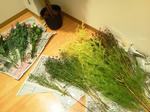 NEC_0571.JPG