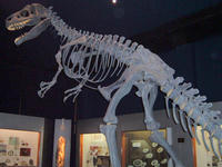 800px-Allosaurus1.jpg