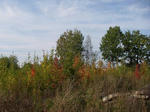 IMGP7312.JPG