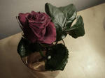 IMGP9662.JPG
