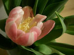 IMGP0741.JPG
