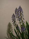 IMGP0938.JPG