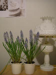IMGP0956.JPG