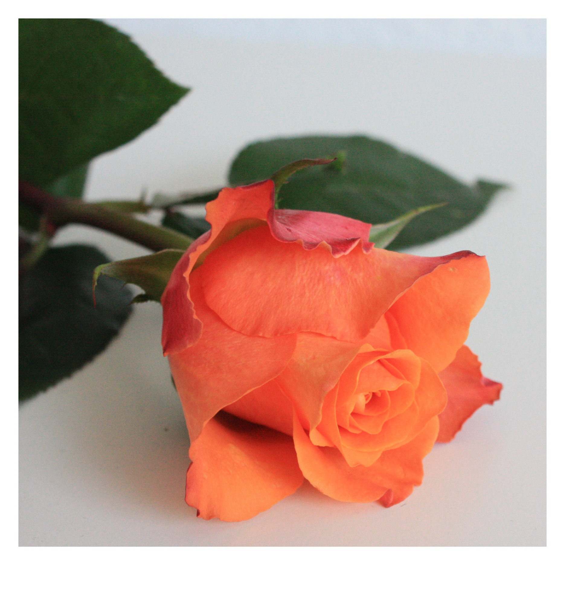 rose06.jpg