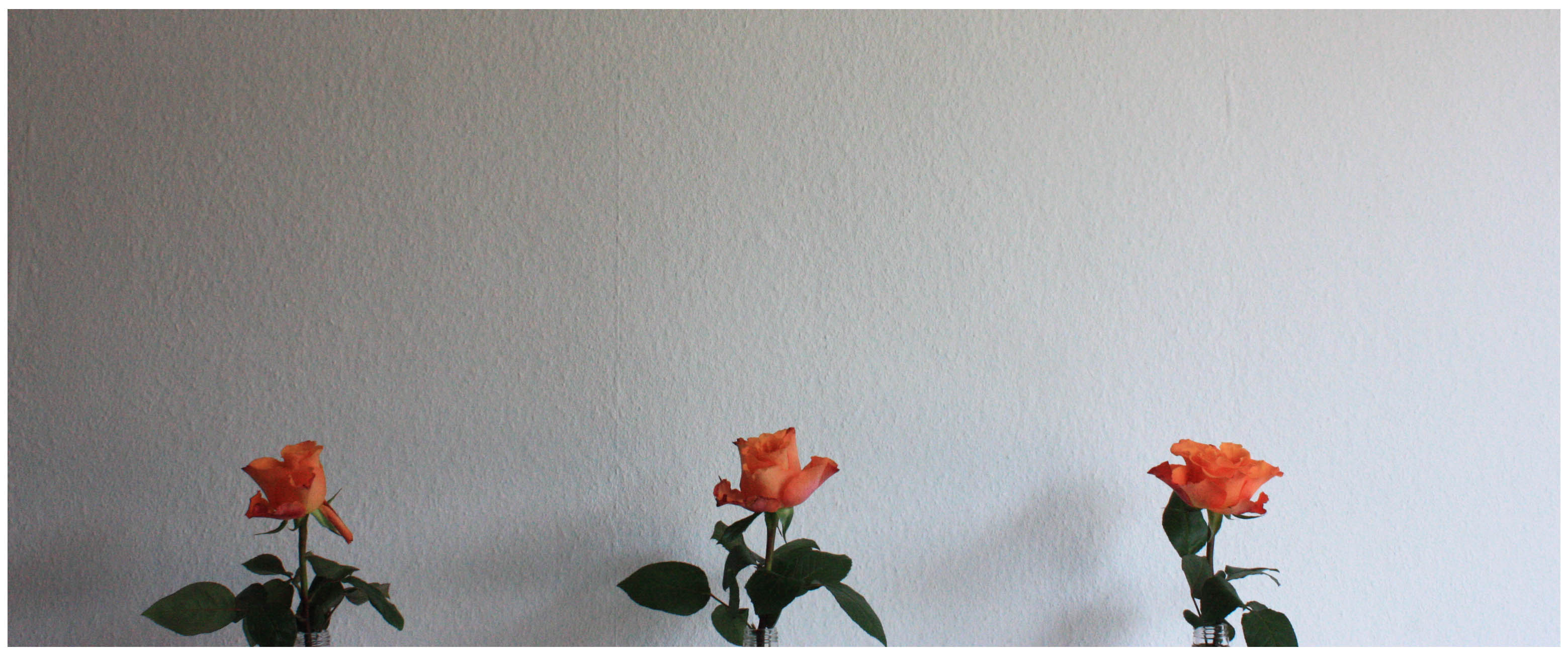 rose011.jpg