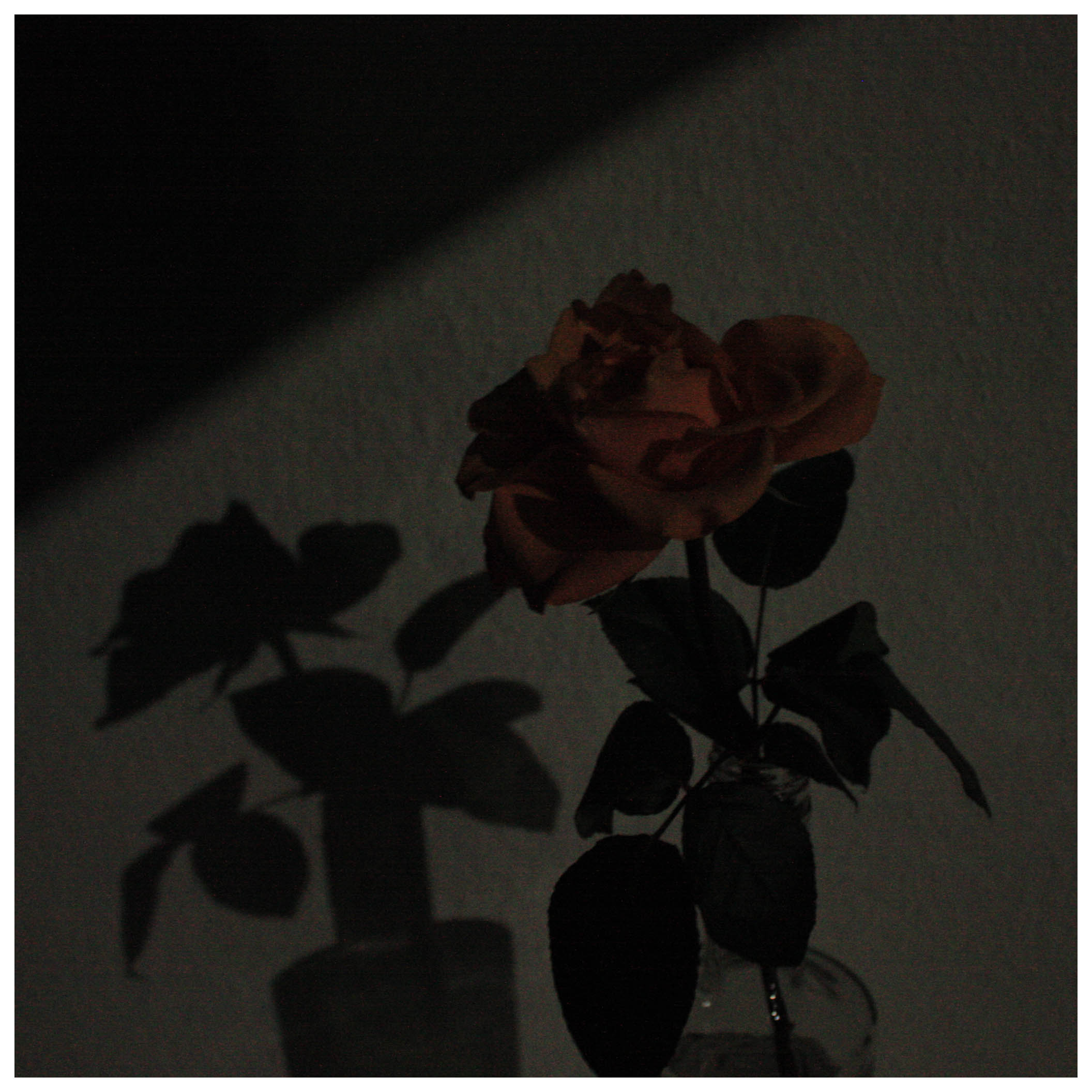 rose081.jpg