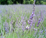 200906201330000.jpg