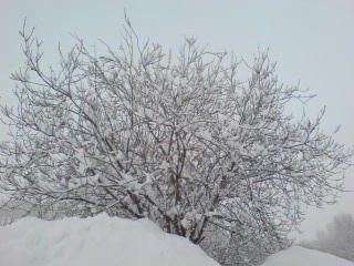 20080126101916.jpg
