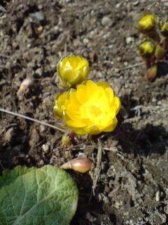 20080405105754.jpg