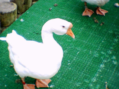zoo018.jpg