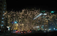 DSC00010.jpg