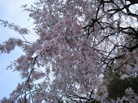 sakura_souunnji_050408.JPG