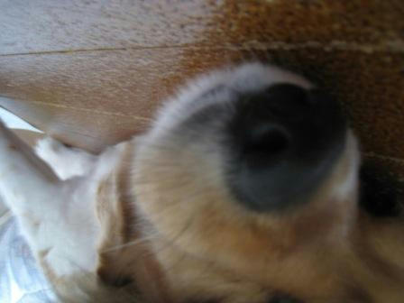 nose_toto_150508.JPG