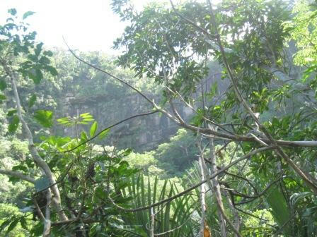 iriomote_jungle_231008.JPG