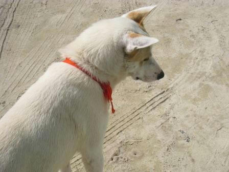 inu_221008.JPG