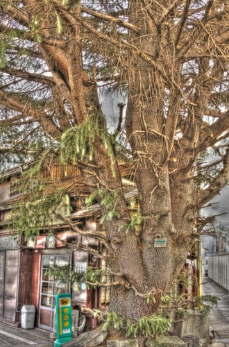 110124_yanaka_himarayasugi.jpg