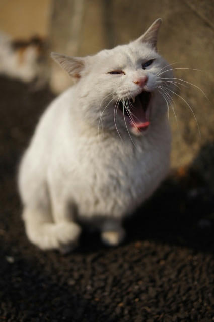 neko5.jpg